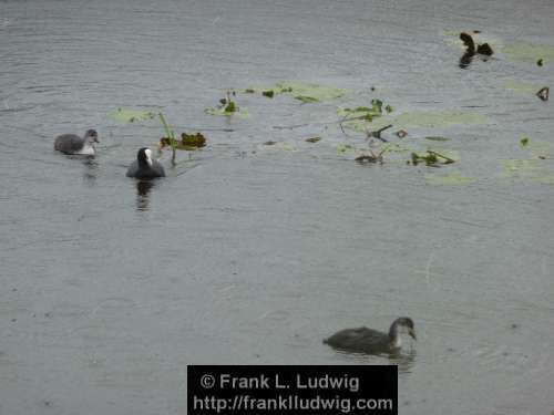 Coots